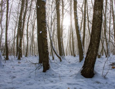Kar ve kar ile kış ormanı