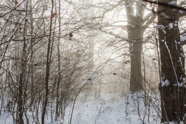 Kar ve kar ile kış ormanı