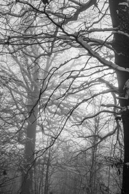 Kar ve kar ile kış ormanı