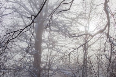 Kar ve kar ile kış ormanı