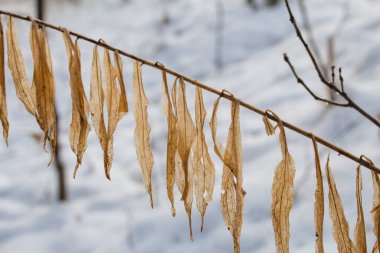 Kuru bitki ormanda kışın karda.