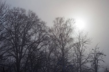 Güneş sisin içinde ağaçların arkasında.