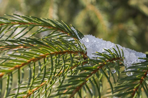 Spruce Branch Snow Close — 图库照片