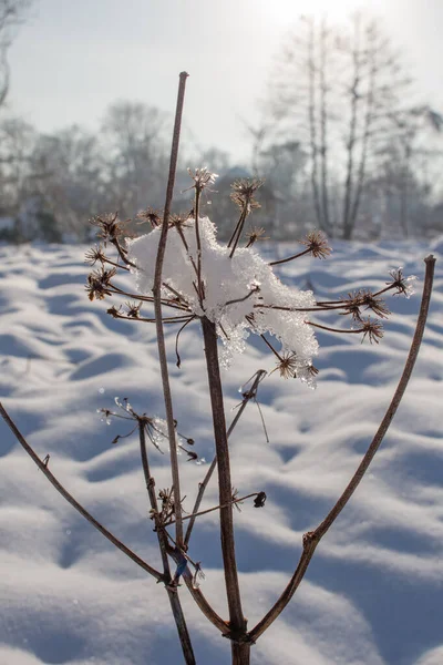 Torr Växt Snön Vintern Eftermiddag — Stockfoto