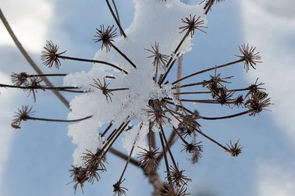 Torr Växt Snön Vintern Eftermiddag — Stockfoto