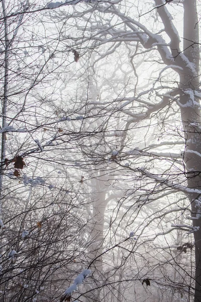Зимовий Ліс Снігом Фоном — стокове фото