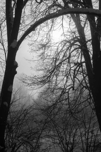 Foto Blanco Negro Árbol Sobre Fondo Atardecer — Foto de Stock