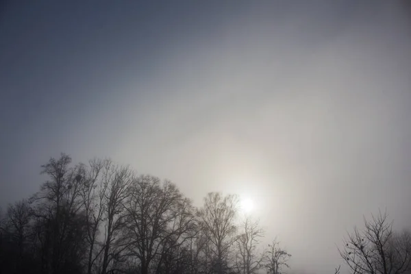 Sol Detrás Los Árboles Niebla — Foto de Stock