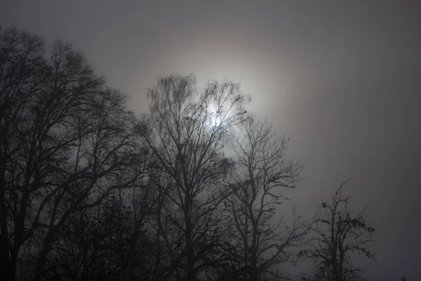 Sol Detrás Los Árboles Niebla —  Fotos de Stock
