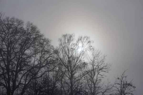 Güneş Sisin Içinde Ağaçların Arkasında — Stok fotoğraf
