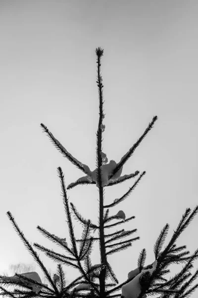 Silhouette Spruce Background Winter Sky — 图库照片