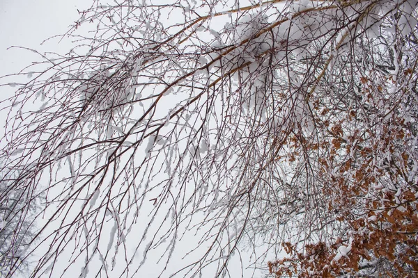 Bosque Cubierto Nieve Invierno — Foto de Stock