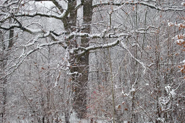 Лес Покрыт Снегом Зимой — стоковое фото