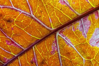 orange croton leaf close-up with veins