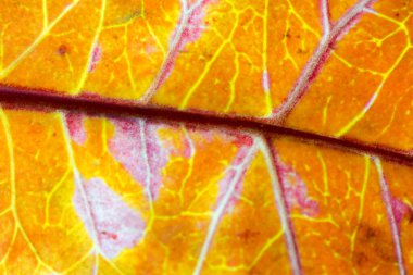 orange croton leaf close-up with veins