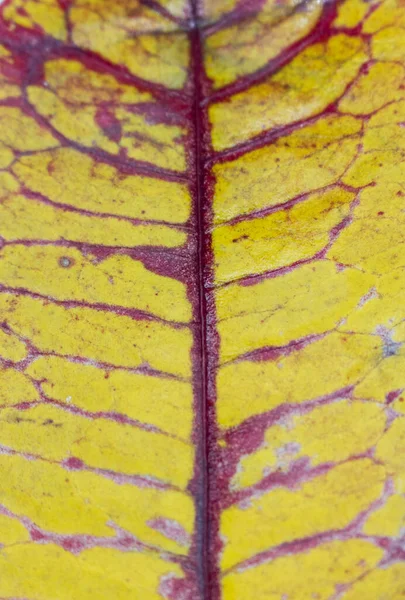 Yellow Croton Leaf Close Veins — Zdjęcie stockowe