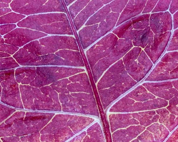 Red Croton Leaf Close Veins — Zdjęcie stockowe
