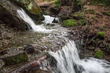 Yazın, kayın ormanındaki pitoresk dağ deresi