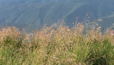 Güzel dağ manzarası, yaz manzarası