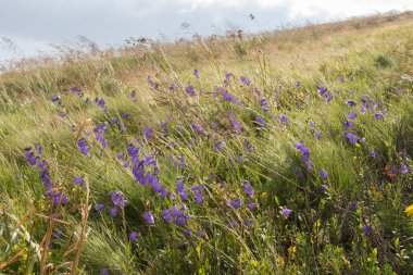 Güzel dağ manzarası, yaz manzarası