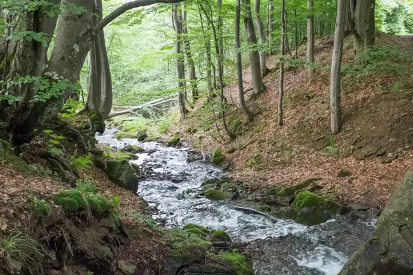 Ruisseau Montagne Pittoresque Dans Une Forêt Hêtres Été — Photo