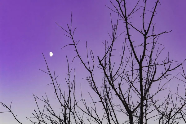 Bir Ağacın Silueti Alacakaranlıkta Gökyüzüne Karşı Colo Nun Nazik Bir — Stok fotoğraf