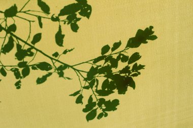 Sarı masallarda güneşli bir günde yaprakların gölgesi