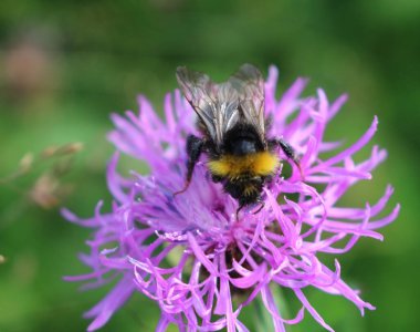 Bir çayır çiçeğinin üzerinden uçarken yaban arısı, Karpatlar