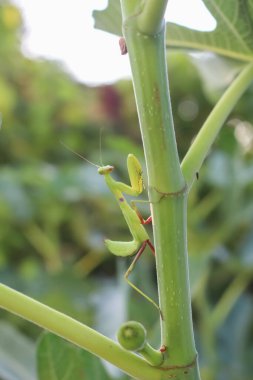 İncir dalına yakın yeşil peygamber devesi, açık yeşil renk.