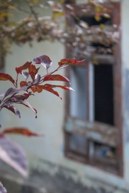Terk edilmiş bir evin arka planında yaprakları olan ağaç dalı.