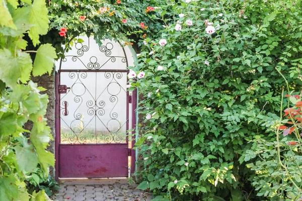Porta Coberta Com Hibisco Kampsis Bushe — Fotografia de Stock