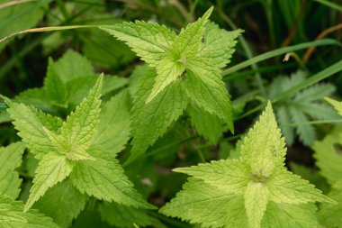 Isırgan ısırmaz, çimen, yaz çayırı