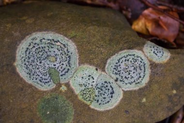 Ormandaki bir taşın üzerindeki gri liken.