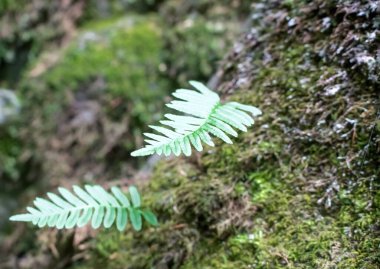 eğreltiotu yaprakları ormandaki bir ağaçta