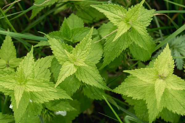 kind of nettle that does not sting, grass, summer meado