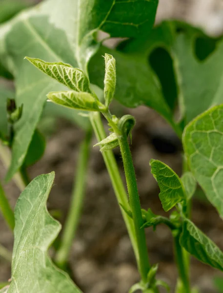 bean sprout in the garden, vegetable garden, summe