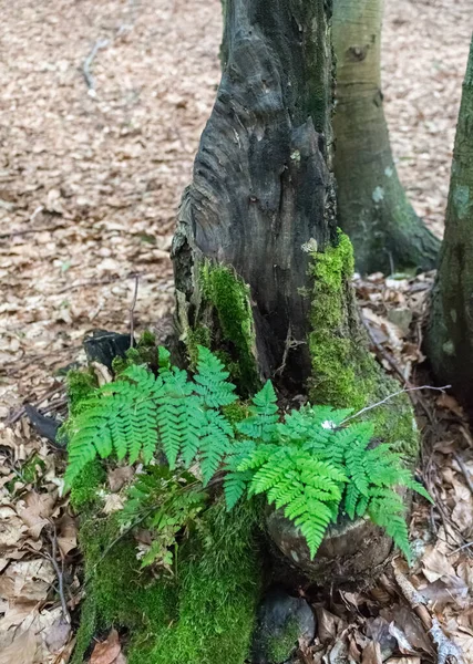 Hojas Helecho Primer Plano Verano Bosque Los Cárpatos — Foto de Stock