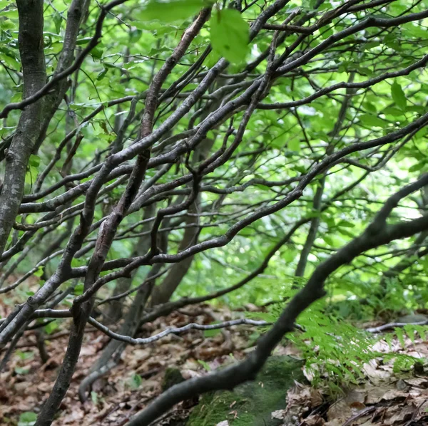 Ветви Бука Карпатский Лес Молодые Побеги — стоковое фото