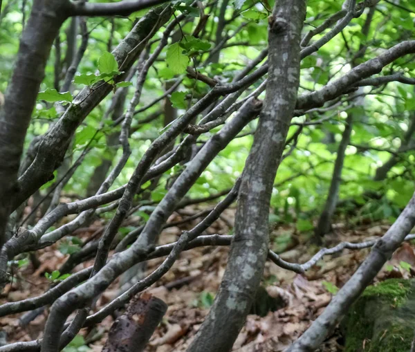 Ветви Бука Карпатский Лес Молодые Побеги — стоковое фото