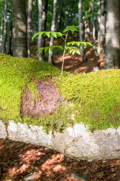 Germoglio Rowan Cespuglio Cresciuto Altro Vecchio Albero Foresta Dei Carpazi — Foto Stock