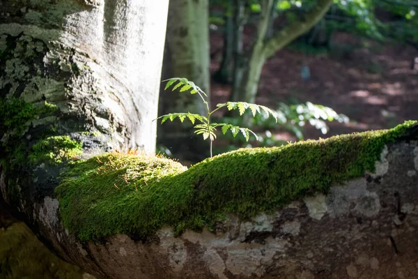 Bir Başka Yaşlı Ağaçta Karpat Ormanı Nda Yetişen Bir Filizlenme — Stok fotoğraf