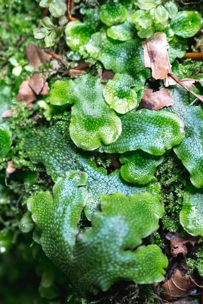 Zielony Mech Conocephalum Roślinność Karpacka — Zdjęcie stockowe