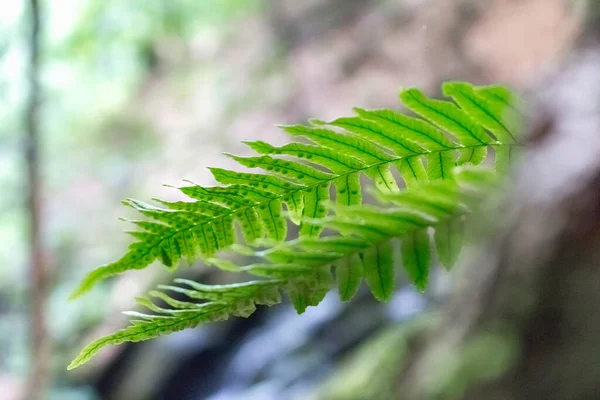 Samambaia Folhas Uma Árvore Floresta — Fotografia de Stock