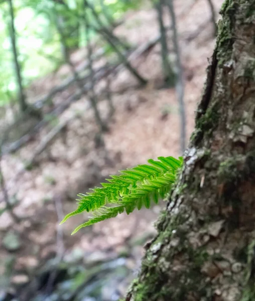 Листя Папороті Дереві Лісі — стокове фото