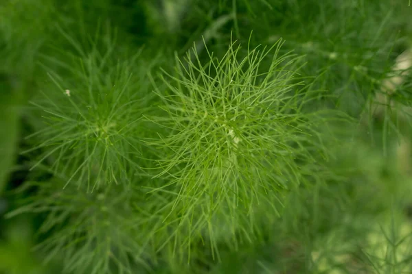 Fennel Plant Summer Garden Rural Vegetable Garde Stock Image