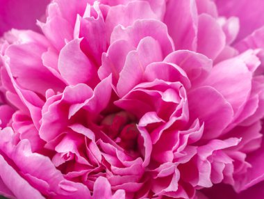 Hassas pembe şakayık, dostum, yazın başında.