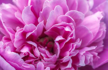 Hassas pembe şakayık, dostum, yazın başında.