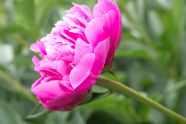 Hassas pembe şakayık, dostum, yazın başında.