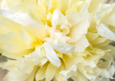 Hassas vanilya renginde pton, yaz çiçekli yatak, yakın çekim.