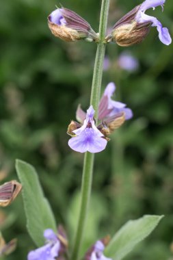 Yaz bahçesinde adaçayı çiçekleri, şifalı bitkiler, mor şamandıralar